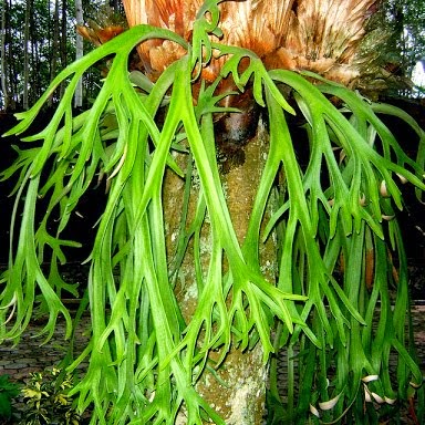 TANAMAN HIAS DAUN YANG POPULER DI MASYARAKAT TANAMAN HIAS DAUN YANG POPULER DI MASYARAKAT